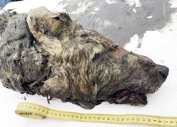 سر یک گرگ 40 هزارساله در سیبری کشف شد