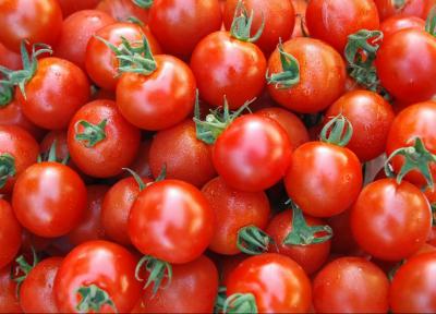 فراوری گوجه فرنگی به بیش از 4 میلیون و 200 هزار تن می رسد، شروع خرید حمایتی گوجه فرنگی با نرخ 1150 تومان