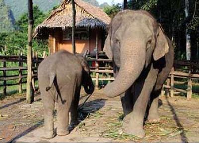 کمپ فیل ها در چیانگ مای، جایی برای تماشای فیل ها