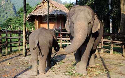 کمپ فیل ها در چیانگ مای، جایی برای تماشای فیل ها