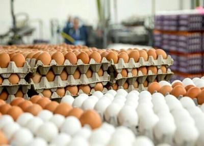 شرط عجیب برای صادرات تخم مرغ