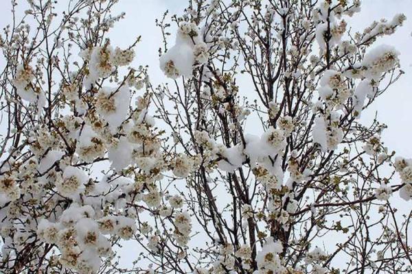 خسارت شدید برف و سرمای اخیر به باغ های استان سمنان