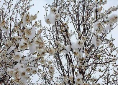 خسارت شدید برف و سرمای اخیر به باغ های استان سمنان